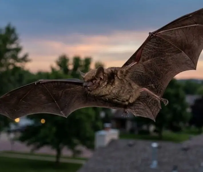 Big Brown Bat