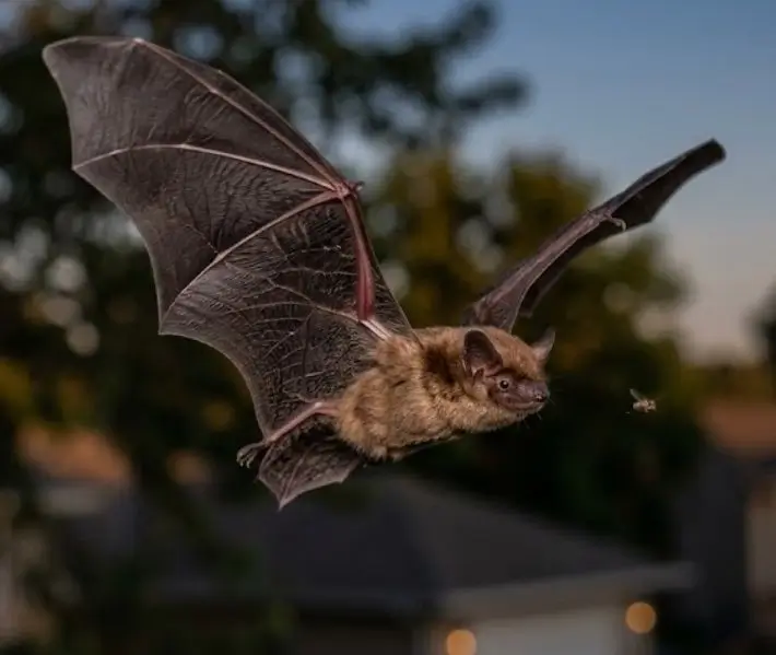 Little Brown Bat