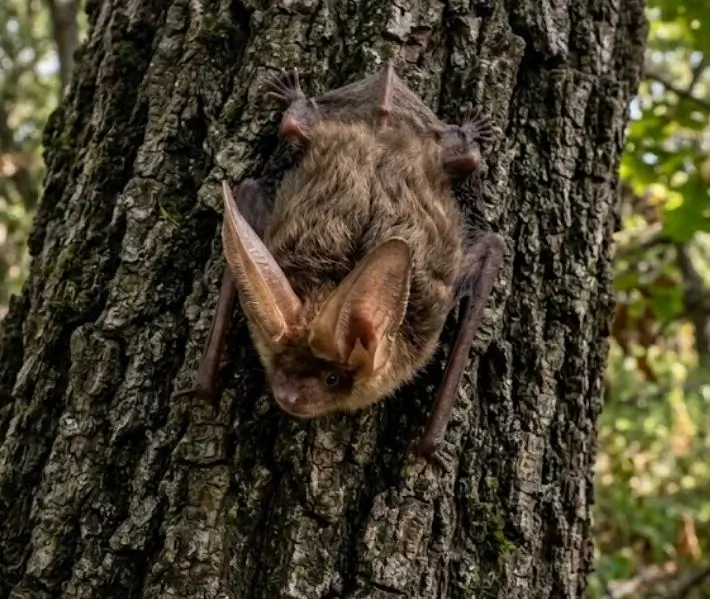 Northern Long-Eared Bat